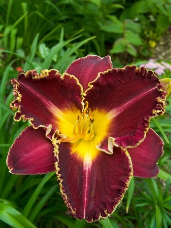 Hemerocallis Storm of the Century