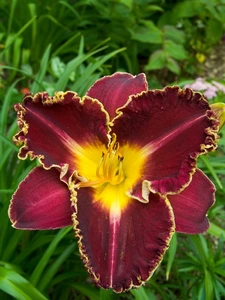 Hemerocallis Storm of the Century