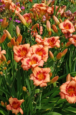 Hemerocallis Strawberry Candy