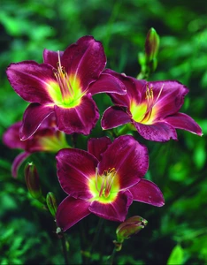 Hemerocallis Strutters Ball