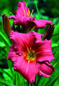 Hemerocallis Summer Wine