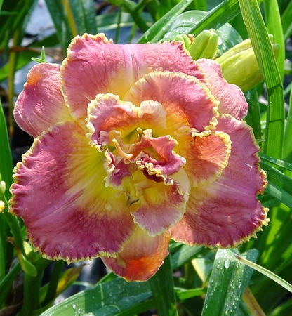 Hemerocallis Unlock The Stars