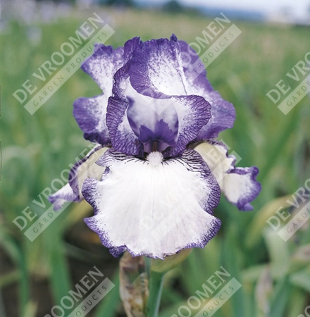 Iris Hemstitched | 18 pce