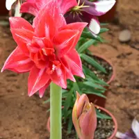 Amaryllis (Hippeastrum)
