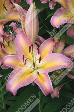 Lilium Hocus Pocus | 25 pce