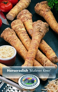 Horseradish Maliner Kren | Capper 5 x 16