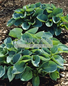 Hosta Abiqua Drinking Gourd