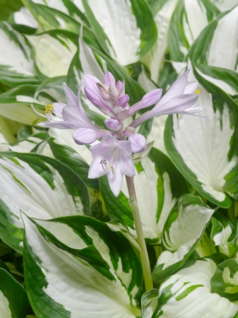 Hosta Amazone