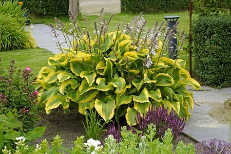 Hosta Atlantis PBR