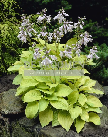 Hosta August Moon