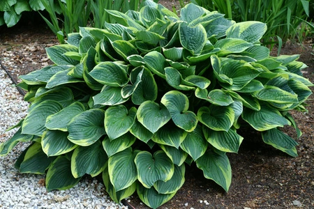 Hosta Aureomarginata