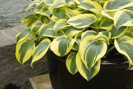 Hosta Ben Vernooy