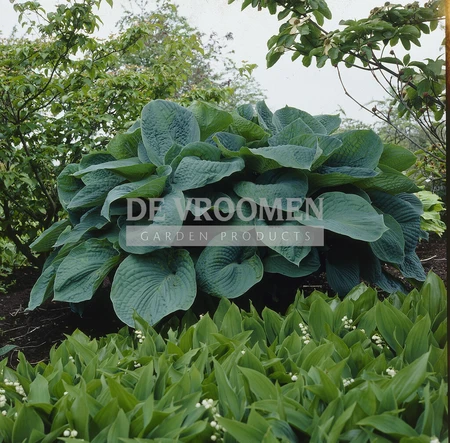 Hosta Big Daddy