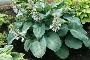 Hosta Blue Angel