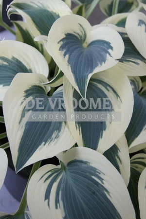 Hosta Blue Ivory PBR