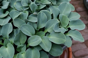 Hosta Blue Mouse Ears