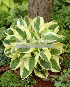 Hosta Brim Cup