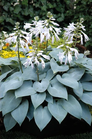 Hosta Bulletproof