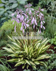 Hosta Cherry Berry