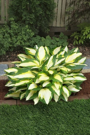 Hosta Color Festival