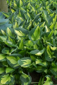 Hosta Colored Hulk