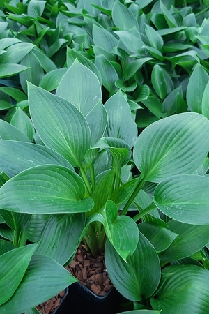 Hosta Devon Green