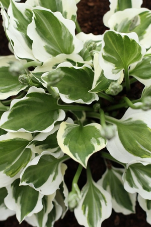 Hosta Diamond Tiara