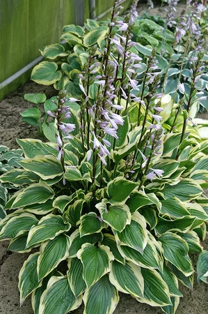 Hosta Don Stevens