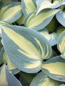 Hosta Dream Queen