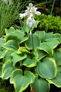 Hosta Earth Angel PBR