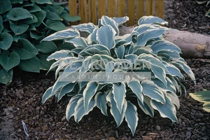 Hosta El Nino PBR