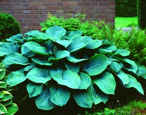 Hosta Elegans