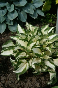 Hosta Fire & Ice