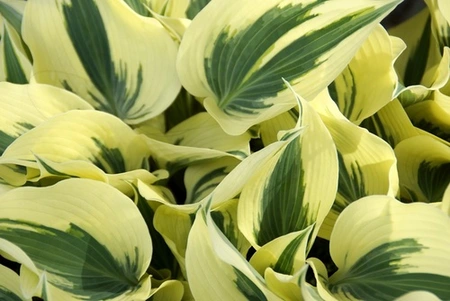 Hosta Firn Line