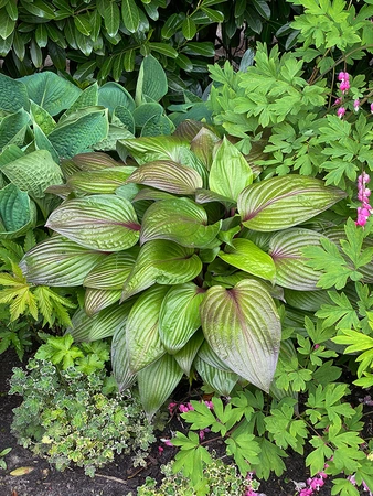 Hosta First Blush