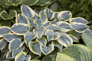 Hosta First Frost