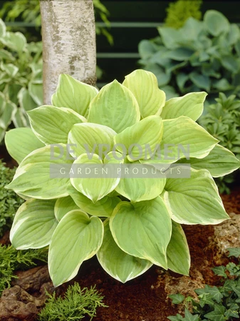 Hosta Fragrant Bouquet