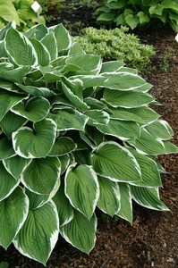 Hosta Francee