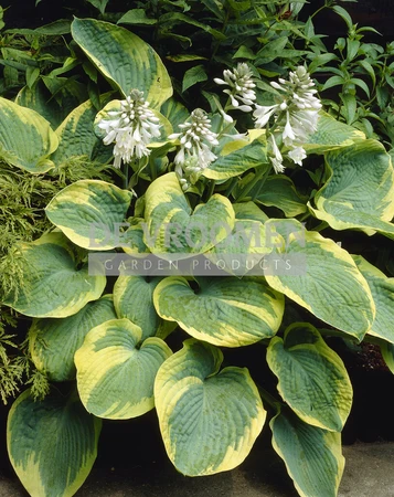 Hosta Frances Williams