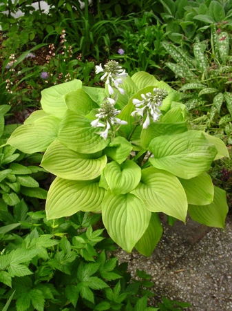 Hosta Fried Bananas