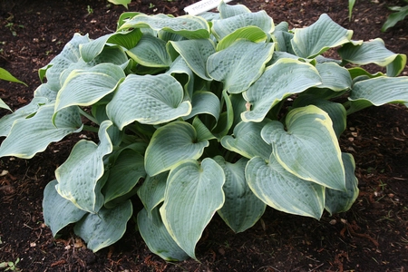 Hosta Frosted Dimples