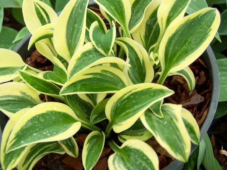 Hosta Funny Mouse