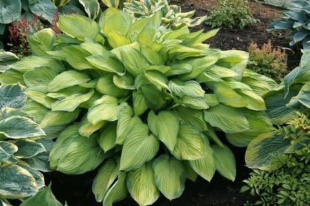 Hosta Gold Standard