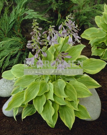 Hosta Golden Tiara