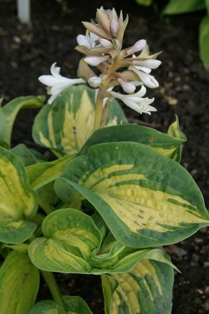 Hosta Great Expectations