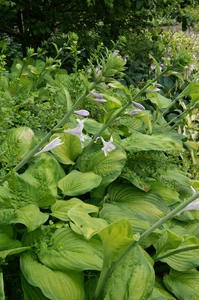 Hosta Guacamole