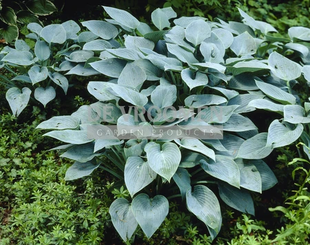 Hosta Halcyon