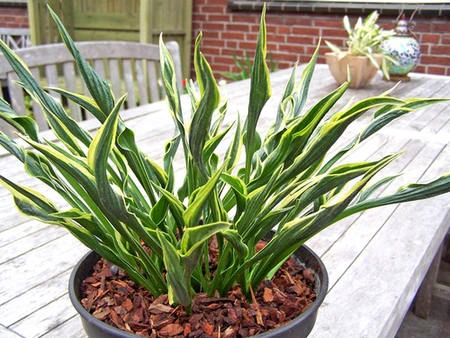 Hosta Hands Up PBR