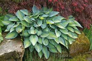 Hosta June PBR