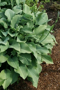 Hosta Krossa Regal